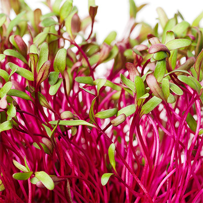 Micropousses - Betterave 15g