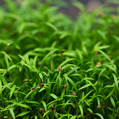 Micropousses - Carotte 15g