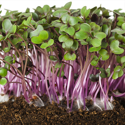 Micropousses - Chou rouge 25g