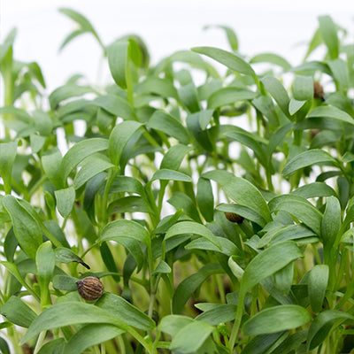 Micropousses - Coriandre 15g