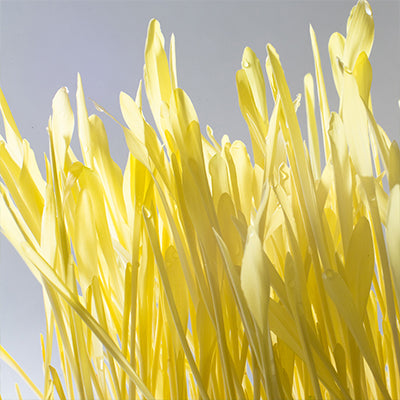 Micropousses - Maïs jaune 25g