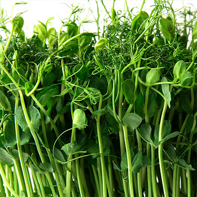 Micropousses - Petit pois 25g