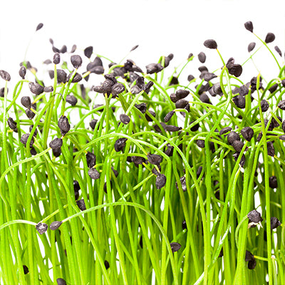 Micropousses - Poireau 15g