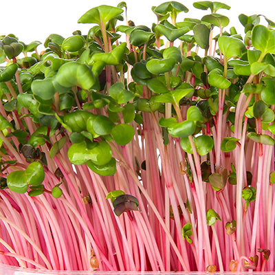 Micropousses - Radis 25g