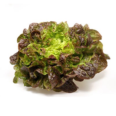 Batavia rouge (Pièce)