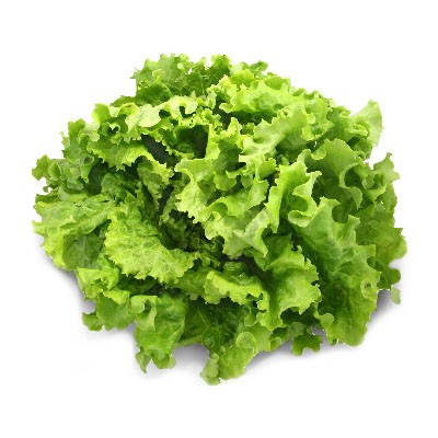 Batavia verte (Pièce)