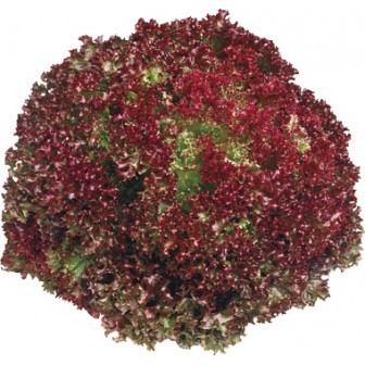 Lollo rossa rouge (pièce)