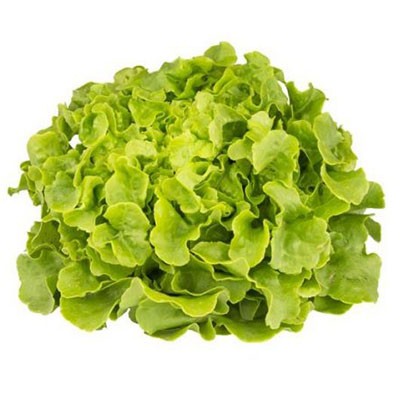 Salade feuille de chêne (pièce)