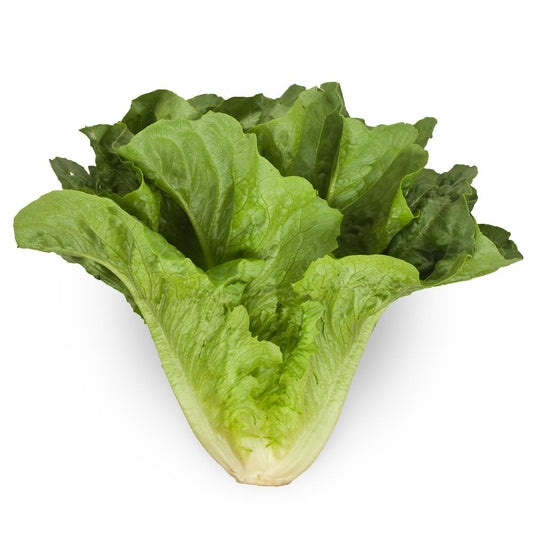 Salade romaine (pièce)