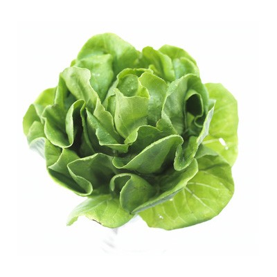 Salade sucrine (pièce)