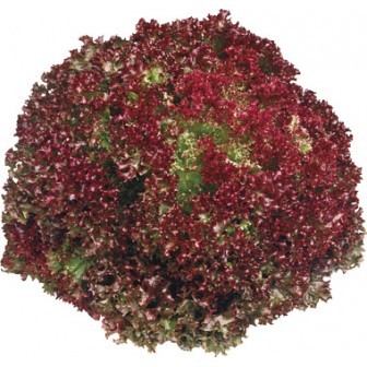 Lollo rossa rouge  (pièce)